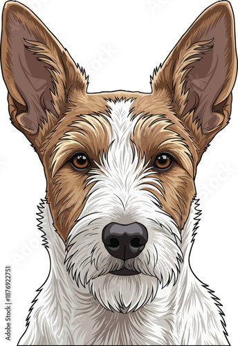Portuguese Podengo dog face closeup headshot portrait front view