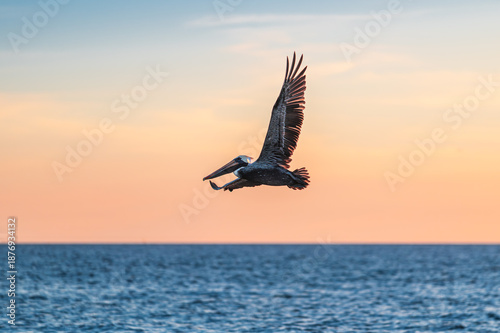 Pélican volant à ailes déployées au dessus du Golfe du Mexique par une lumière de soleil couchant, Fort Myers, Floride