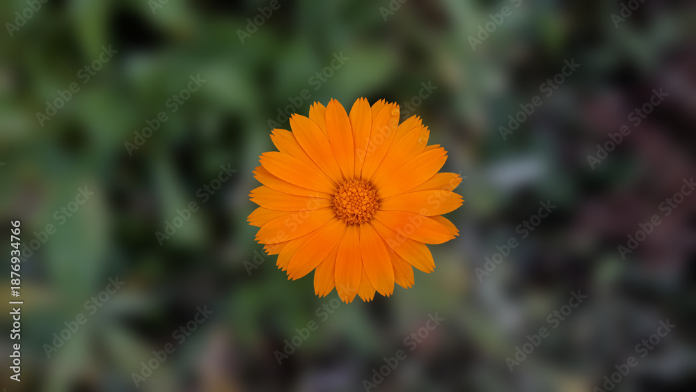 Obraz premium Macro Shot of a Bright Orange Marigold in Full Bloom.