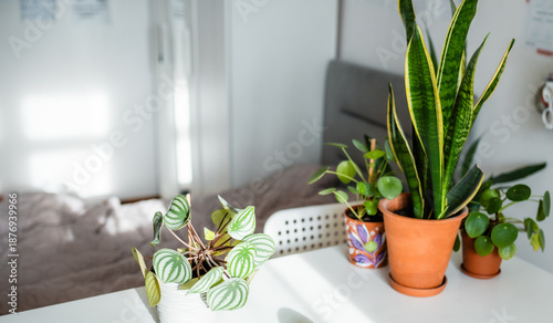 Tableau sur toile Chlorophytum bonnie and Sansevieria in a clay pot on a table at home