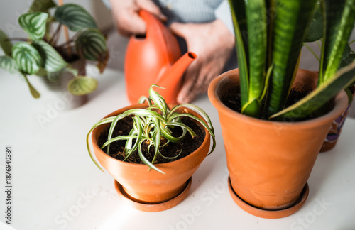 Photos Chlorophytum bonnie in a minimalistic pot on a table at home.