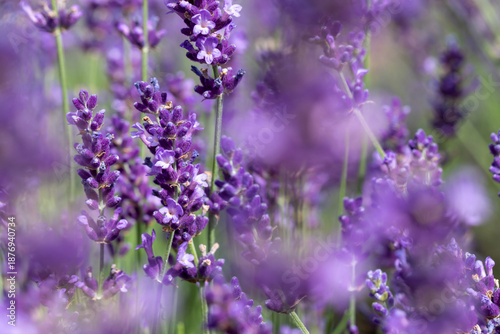 Lavender Field in Bloom: Purple Flowers in Soft Focus, Fragrant Garden Scene