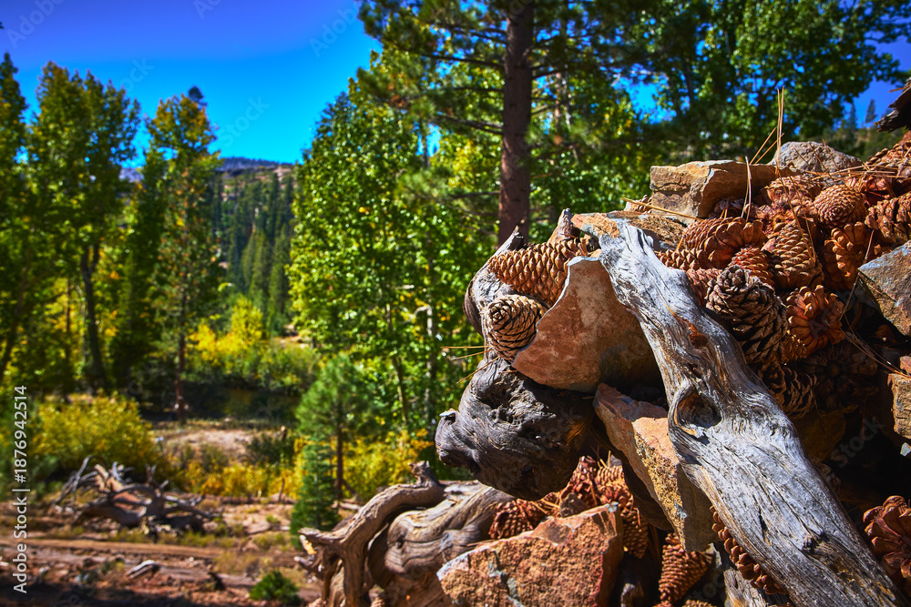 Fototapeta premium Pinecones and Weathered Log in Sunlit Forest Clearing with Lush Green Trees