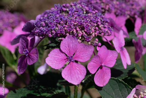 Vibrant Purple Hydrangea Cluster With Pink Petals In Garden Closeup Bloom
