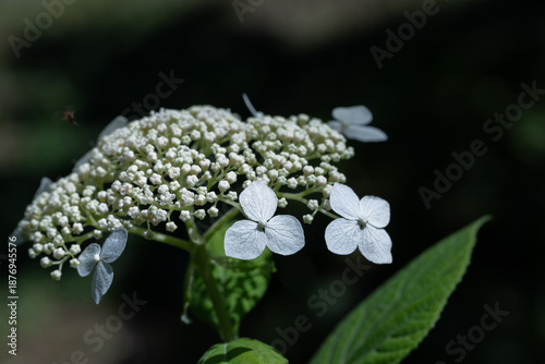 White Lacecap Hydrangea Bloom With Buds and Green Leaves in Close Up