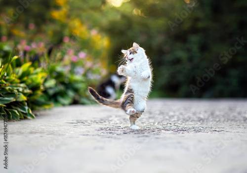 a small curious kitten jumping and playing in a spring garden