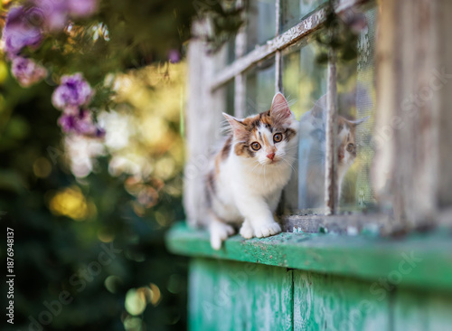 A small cute curious kitten walks along the window ledge of a country house o...