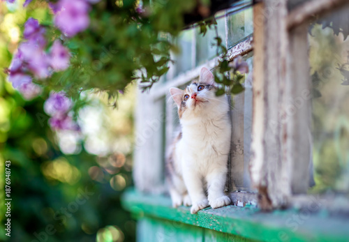 cute, curious calico kitten walks along the window ledge of a country house o...