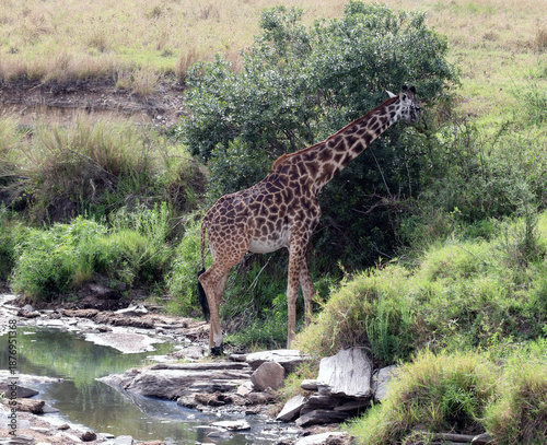 The Masai giraffe (Giraffa tippelskirchi) feeds on leaves	