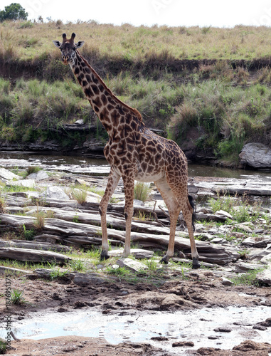 The Masai giraffe (Giraffa tippelskirchi)	
