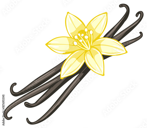 Vanilla flower and pods isolated illustration with cartoon style.
