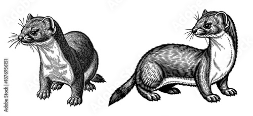 Ferrets in vintage line art set