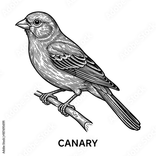 Canary on branch in line art style