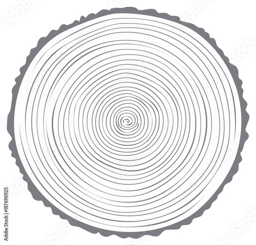 Wood Slice Cross Section Shows Growth Rings Representing Age And Environmental History, Creating Natural Textures and Artistic Pattern