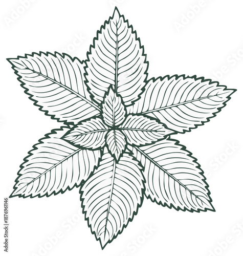 Botanical Illustration of Mint Leaves, Medicinal Plant Drawing, Herb Outline