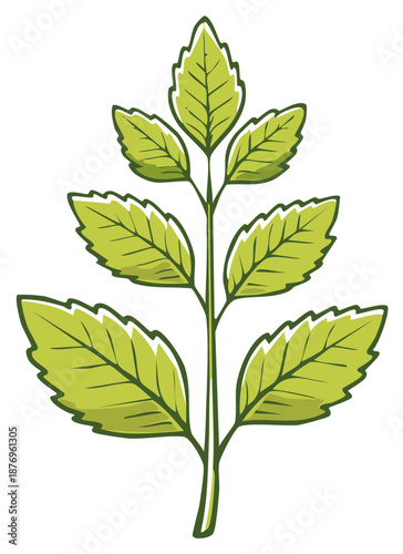 Green branch with serrated leaves in a simple illustrative style
