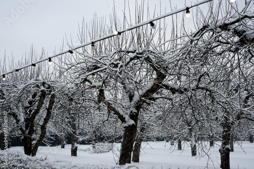 Canvastavla Snow-covered orchard adorned with glowing lights in winter tranquility