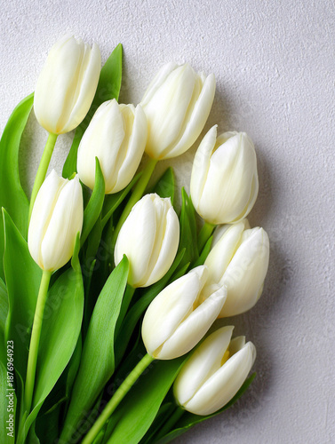 White tulips on white background