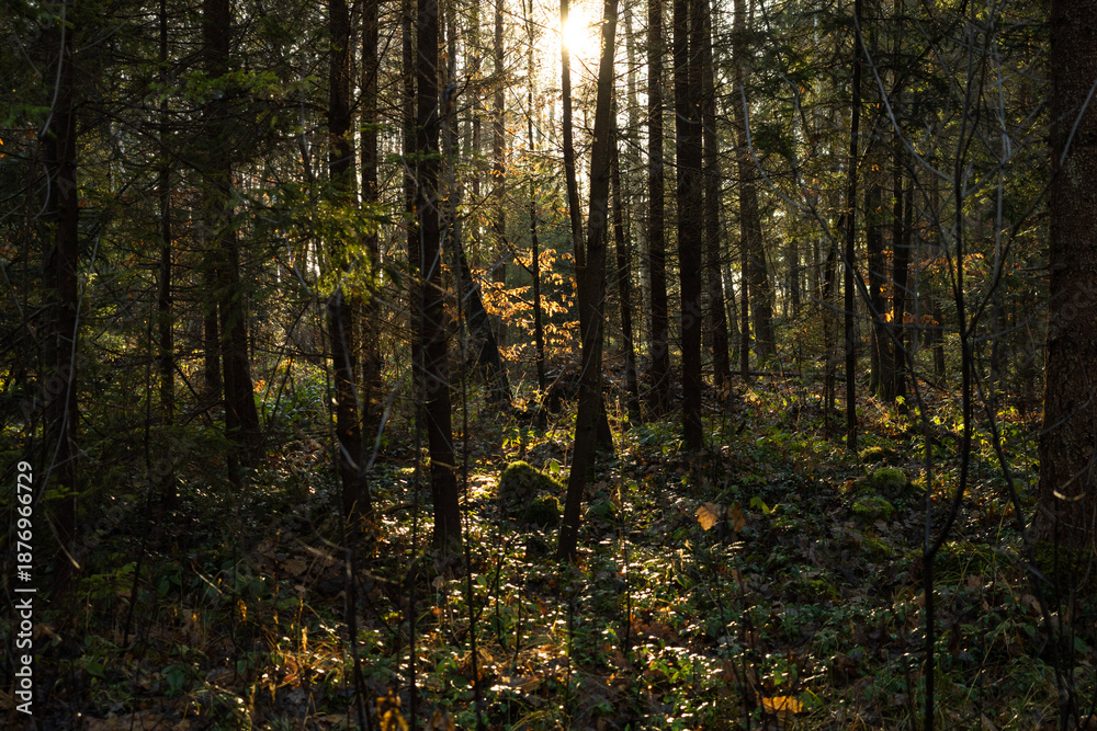 Fototapeta premium sun rays in the forest