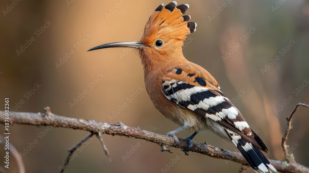 Naklejka premium Hoopoe perched on a thin branch with crest raised in warm woodland daylight