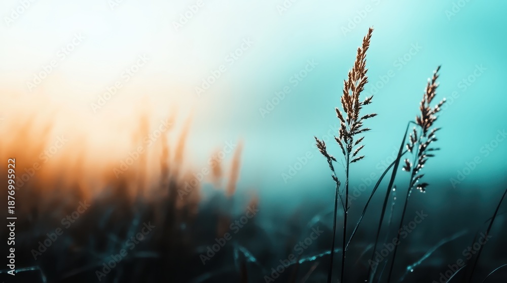 Obraz premium Misty grass fields illuminated at sunrise with dew drops, creating an ethereal atmosphere that captures the quiet beauty and freshness of a new day.