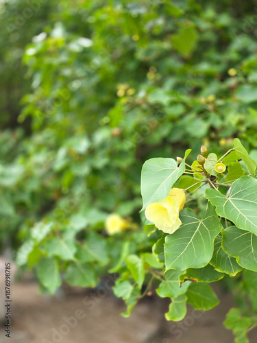 A tree with yellow flowers, Tepezia, on the coast of Asia. Unusual yellow flowers