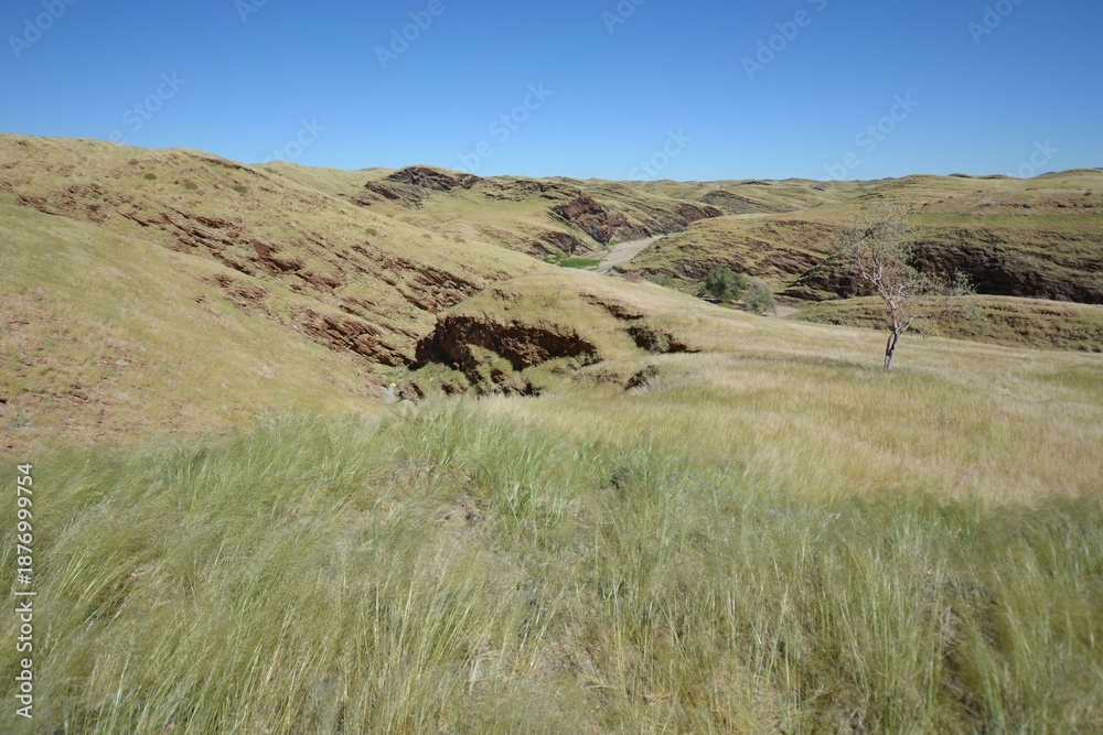Obraz premium Straße durch den Namib-Naukluft Nationalpark nach der Regenzeit