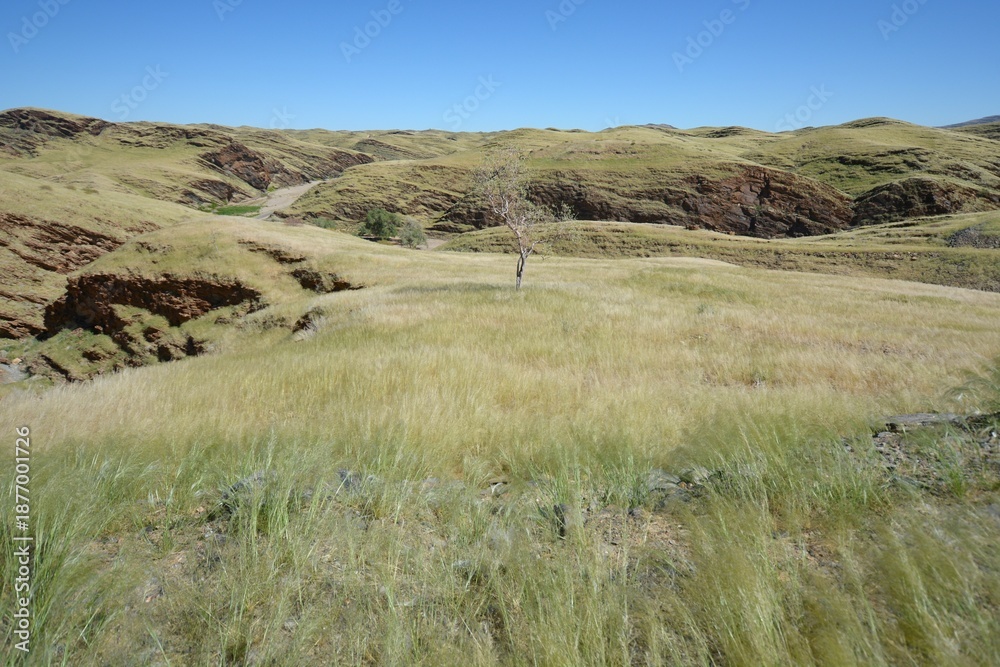 Obraz premium Straße durch den Namib-Naukluft Nationalpark nach der Regenzeit