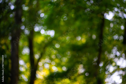 Canvas Print Forest background