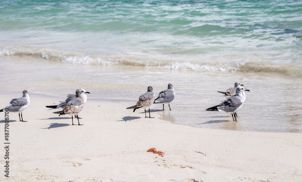 Fototapeta premium group of seagulls on beach
