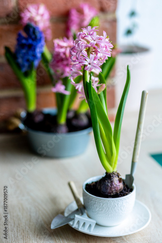 Fresh floral home decor, Easter holiday preparation. Hyacinth bright pink, violet flowers with bulbs in metal pot. Gardening tools, leisure and hobby concept. Wooden background, springtime