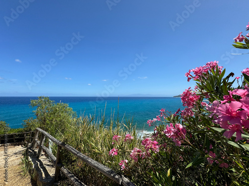 seascape, Italy, Calabria, road to the sea among blooming oleanders