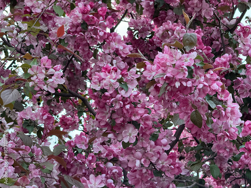 blooming pink apple tree, natural spring background