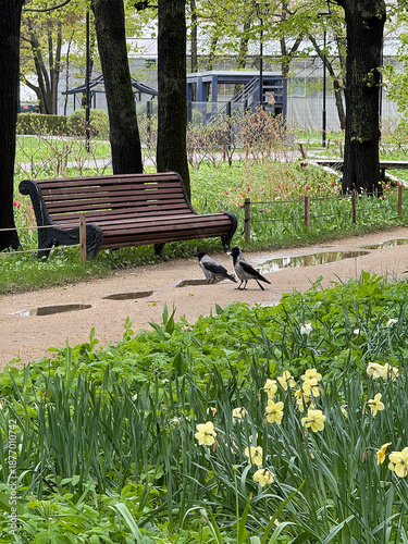 park path with benches, crows and daffodils in early spring