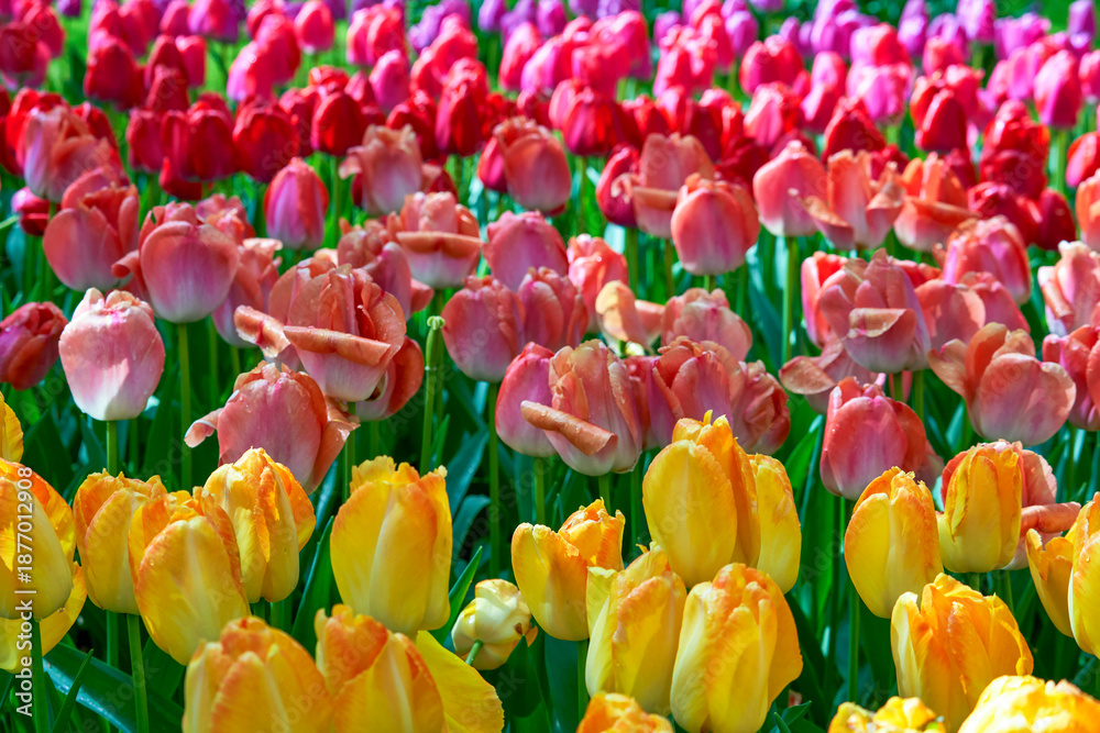 Obraz premium Mixture of red and yellow tulips in spring blossom 
