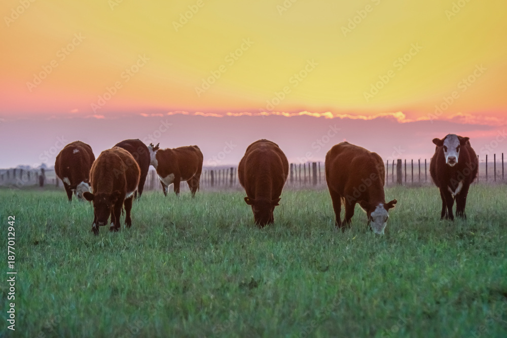 Obraz premium Cow sunset in Pampas Landscape, La Pampa Province, Patagonia, Argentina.