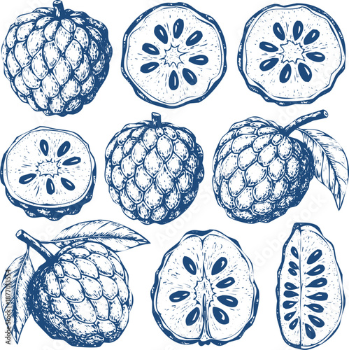 Custard apple hand drawn sketch vintage vector illustration sugar apple fruit