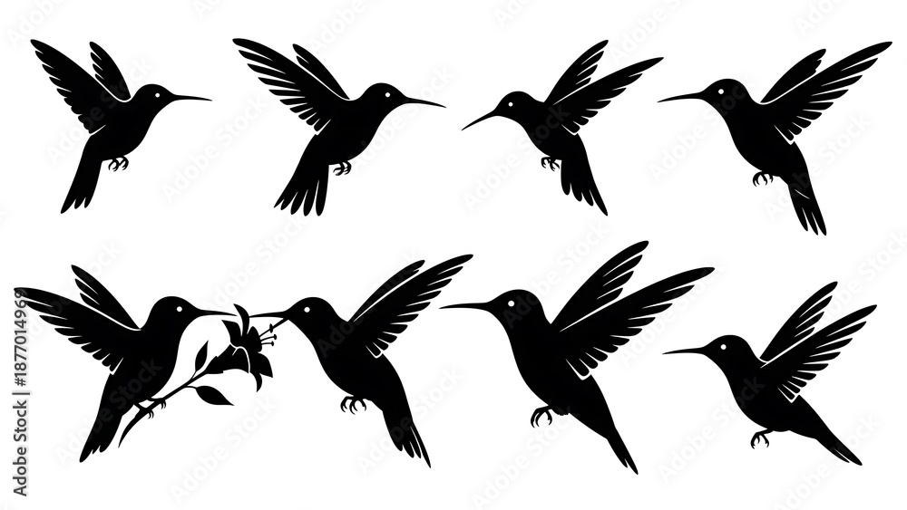 Obraz premium Black Silhouettes of hummingbird, silhouette, vector, bird, black