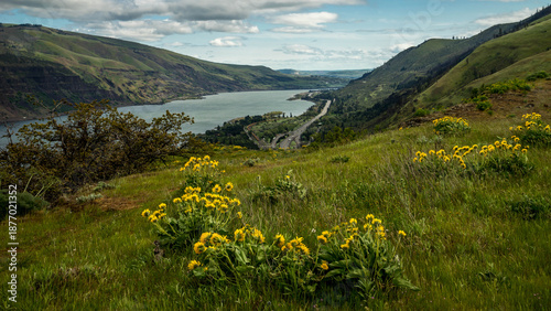 Cuadro en lienzo Spring Wild Flowers Blooming at Columbia River Gorge, Rowena Crest Viewpoint & T