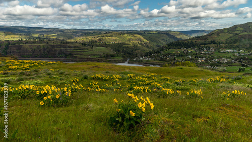Fotografija Spring Wild Flowers Blooming at Columbia River Gorge, Rowena Crest Viewpoint & T
