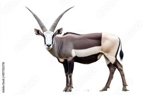 Wild Arabian Oryx and gemsbok on white background Large antelope in natural habitat savannah dwelling creature with long straight horns