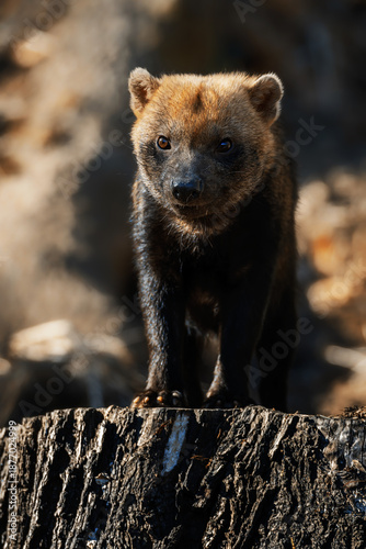 Bush Dog (Speothos venaticus) detail portrait  look around