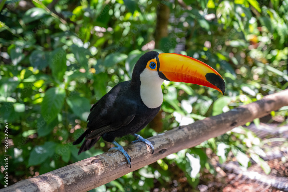 Obraz premium toucan on a branch