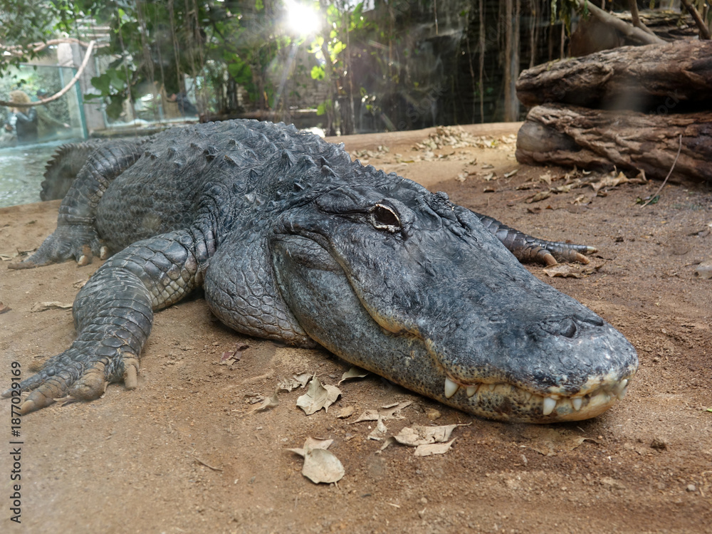 Obraz premium crocodile