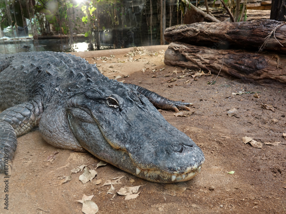 Obraz premium crocodile