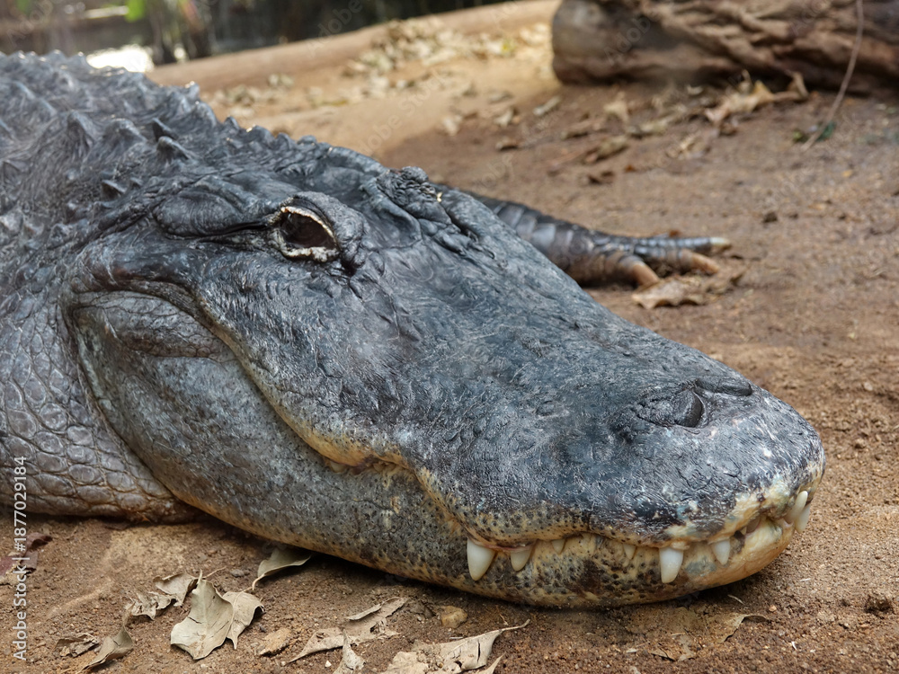 Obraz premium crocodile