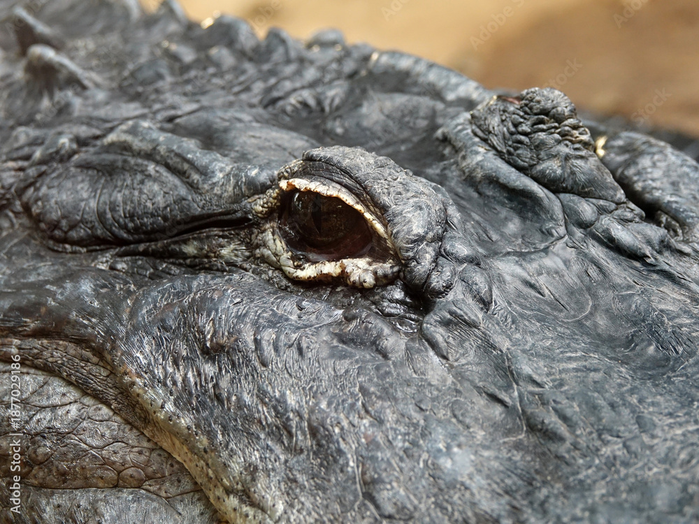 Fototapeta premium crocodile