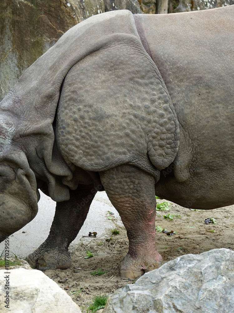 Fototapeta premium Rhinocéros indien