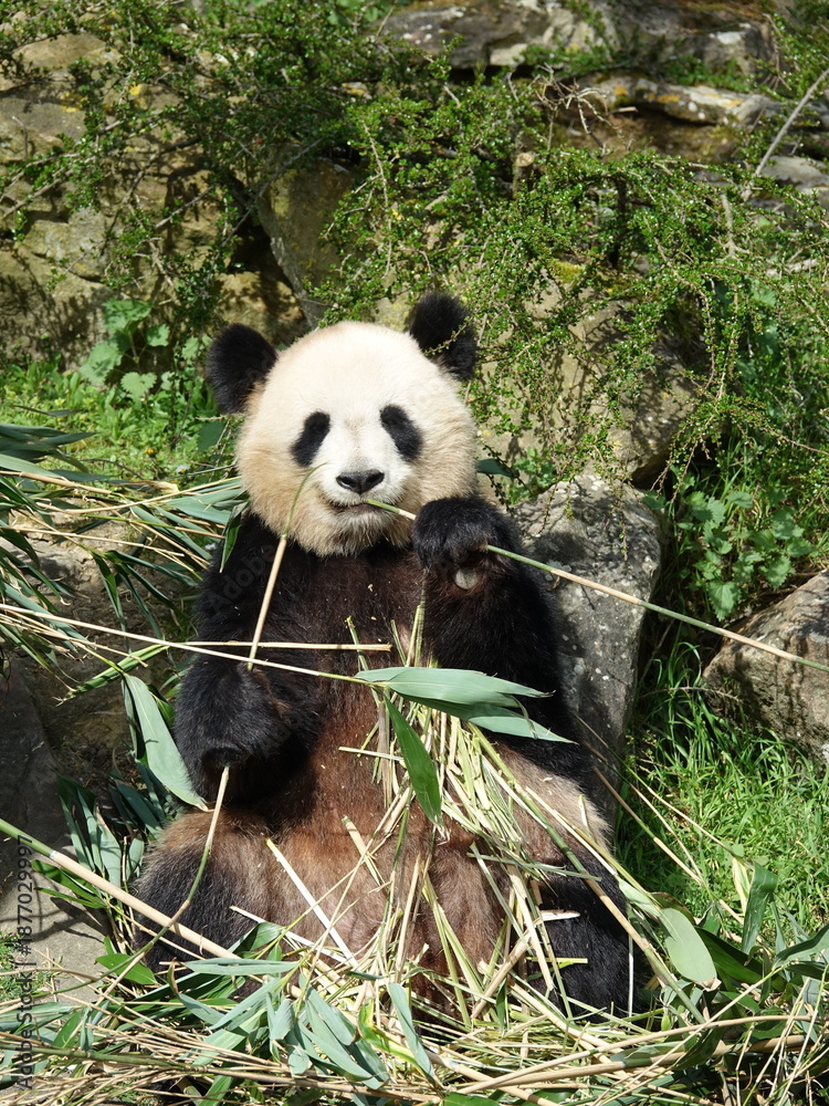 Obraz premium Panda géant de Chine