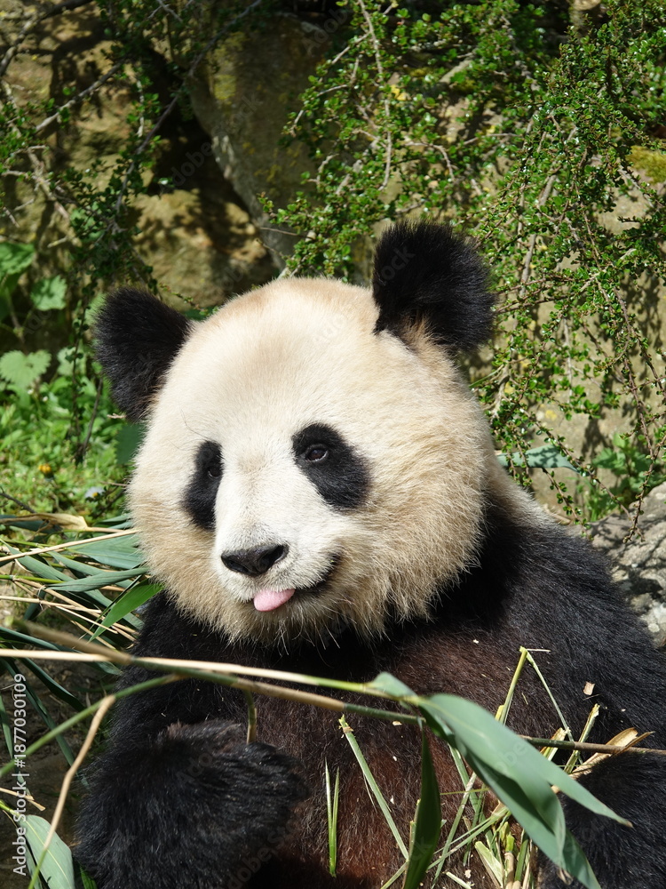 Fototapeta premium Pandat géant de Chine